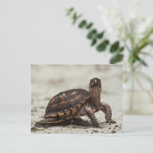 Common box schildpad briefkaart (Staand voorkant)