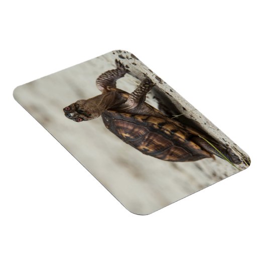 Common box schildpad magneet (Rechterzijde)