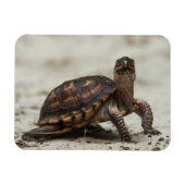 Common box schildpad magneet (Horizontaal)