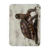 Common box schildpad magneet (Verticaal)