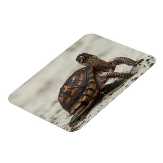 Common box schildpad magneet (Linkerzijde)