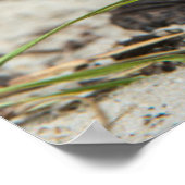 Common box schildpad poster (Hoek)