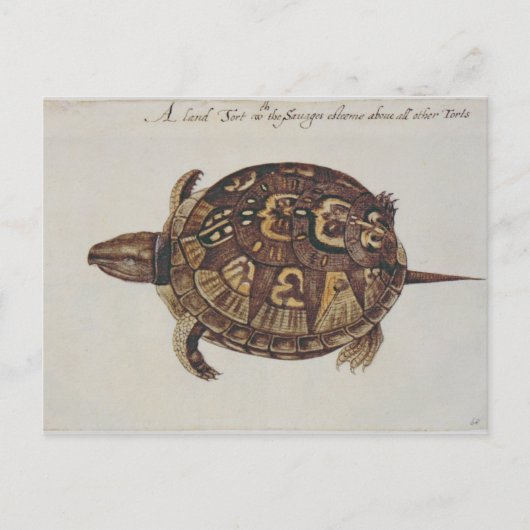Common Box Tortoise Briefkaart (Voorkant)