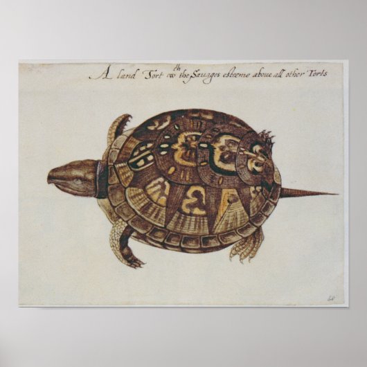 Common Box Tortoise Poster (Voorkant)