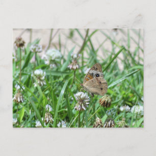 Common BuckeyButterfly Briefkaart