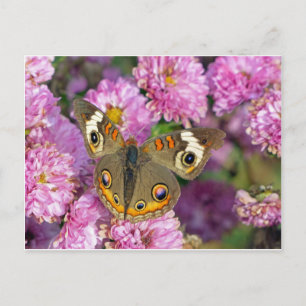Common BuckeyButterfly Briefkaart
