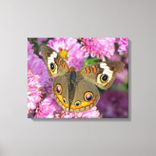 Common BuckeyButterfly Canvas Afdruk