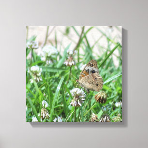 Common BuckeyButterfly Canvas Afdruk