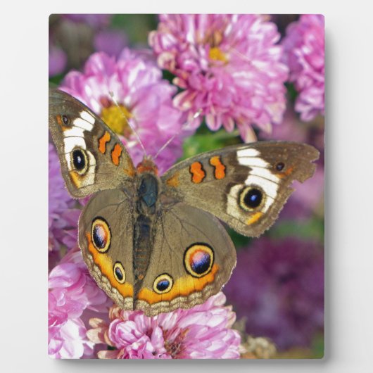 Common BuckeyButterfly Fotoplaat (Voorkant)