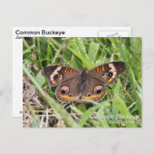 Common Buckeye Briefkaart (Voorkant / Achterkant)
