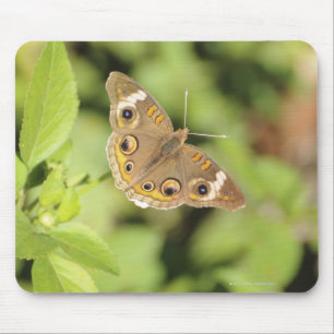 Common buckeye butterfly, Junonia coenia. Muismat