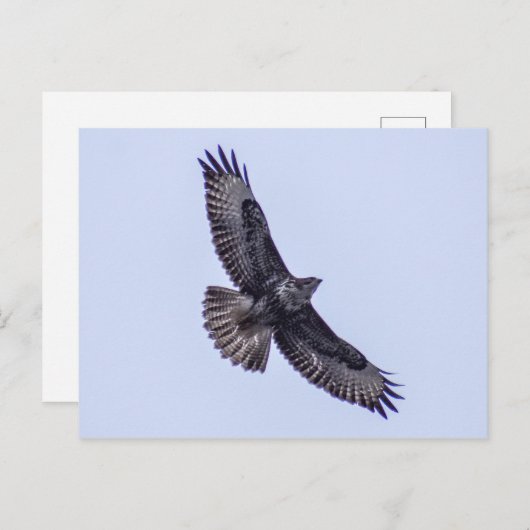 Common Buzzard Briefkaart (Voorkant / Achterkant)