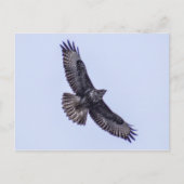 Common Buzzard Briefkaart (Voorkant)
