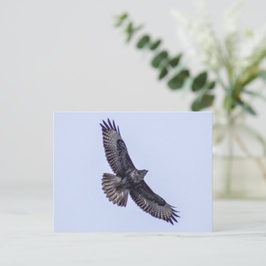 Common Buzzard Briefkaart (Staand voorkant)