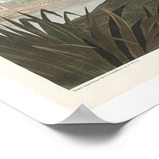 Common Buzzard by Audubon Poster (Hoek)