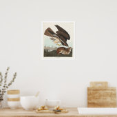 Common Buzzard par Audubon Poster (Cuisine)