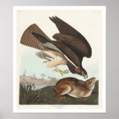 Common Buzzard par Audubon Poster (Devant)