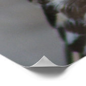 Common Buzzard Portrait Poster (Hoek)