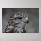 Common Buzzard Portrait Poster (Voorkant)