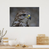 Common Buzzard Portrait Poster (Keuken)