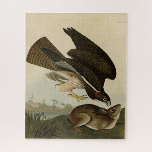 Common Buzzard - van Audubon's Birds of America Legpuzzel