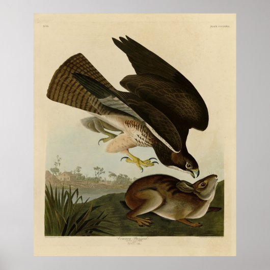 Common Buzzard - van Audubon's Birds of America Poster (Voorkant)