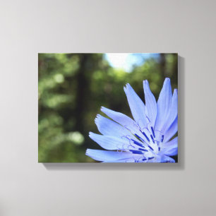 Common Chicory Canvas Print