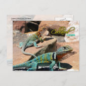 Common Collared Lizard, New Mexico Briefkaart (Voorkant / Achterkant)