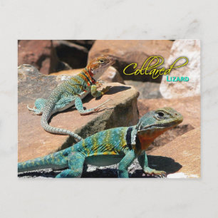 Common Collared Lizard, New Mexico Briefkaart