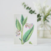 Common Comfrey, bord MCXVI, c.1800 Briefkaart (Staand voorkant)