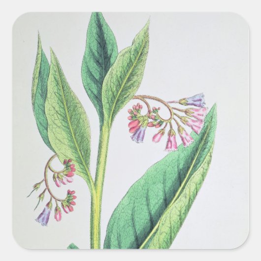 Common Comfrey, bord MCXVI, c.1800 Vierkante Sticker (Voorkant)