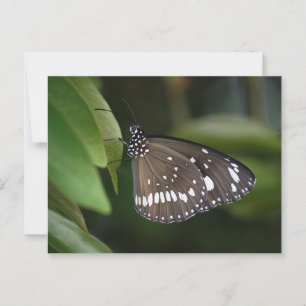 Common Crow Butterfly Briefkaart
