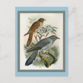 Common Cuckoo  Bird Illustration Briefkaart