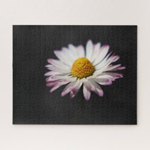Common Daisy 16x20 520pc jpcn Legpuzzel