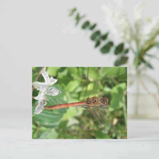 Common Darter Dragonfly Briefkaart (Staand voorkant)