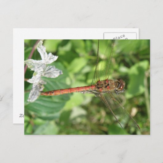 Common Darter Dragonfly Briefkaart (Voorkant / Achterkant)