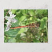 Common Darter Dragonfly Briefkaart (Voorkant)