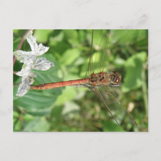 Common Darter Dragonfly Briefkaart (Voorkant)