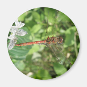 Common Darter Dragonfly Magnet