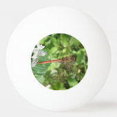 Common Darter Dragonfly Ping Pong Ball (Voorkant)