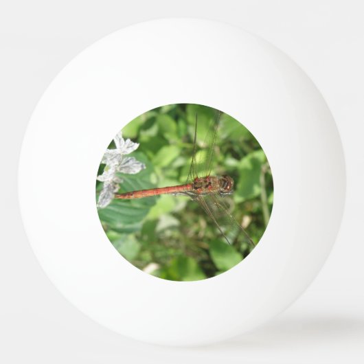 Common Darter Dragonfly Ping Pong Ball (Achterkant)