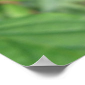 Common Darter Dragonfly Poster (Coin)