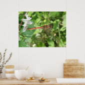 Common Darter Dragonfly Poster (Cuisine)