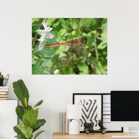 Common Darter Dragonfly Poster (Bureau à domicile)