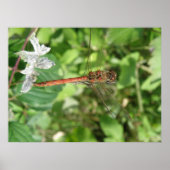 Common Darter Dragonfly Poster (Devant)