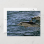 Common dolphin briefkaart (Voorkant / Achterkant)