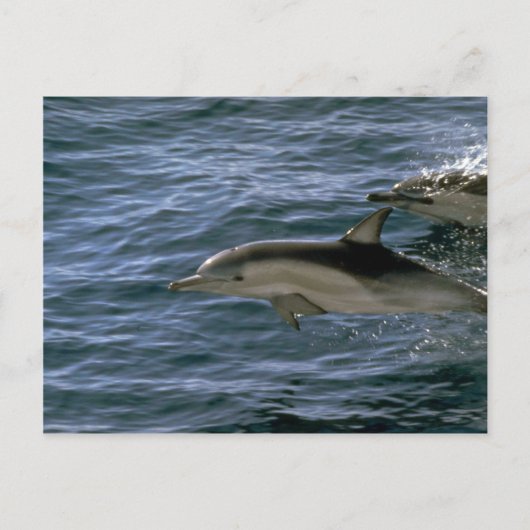 Common dolphin briefkaart (Voorkant)