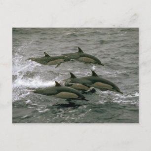Common dolphin briefkaart