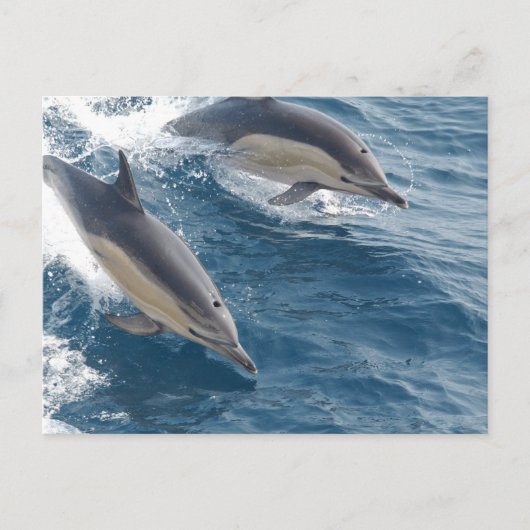 Common Dolphin Briefkaart (Voorkant)