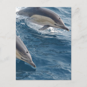 Common Dolphin Briefkaart